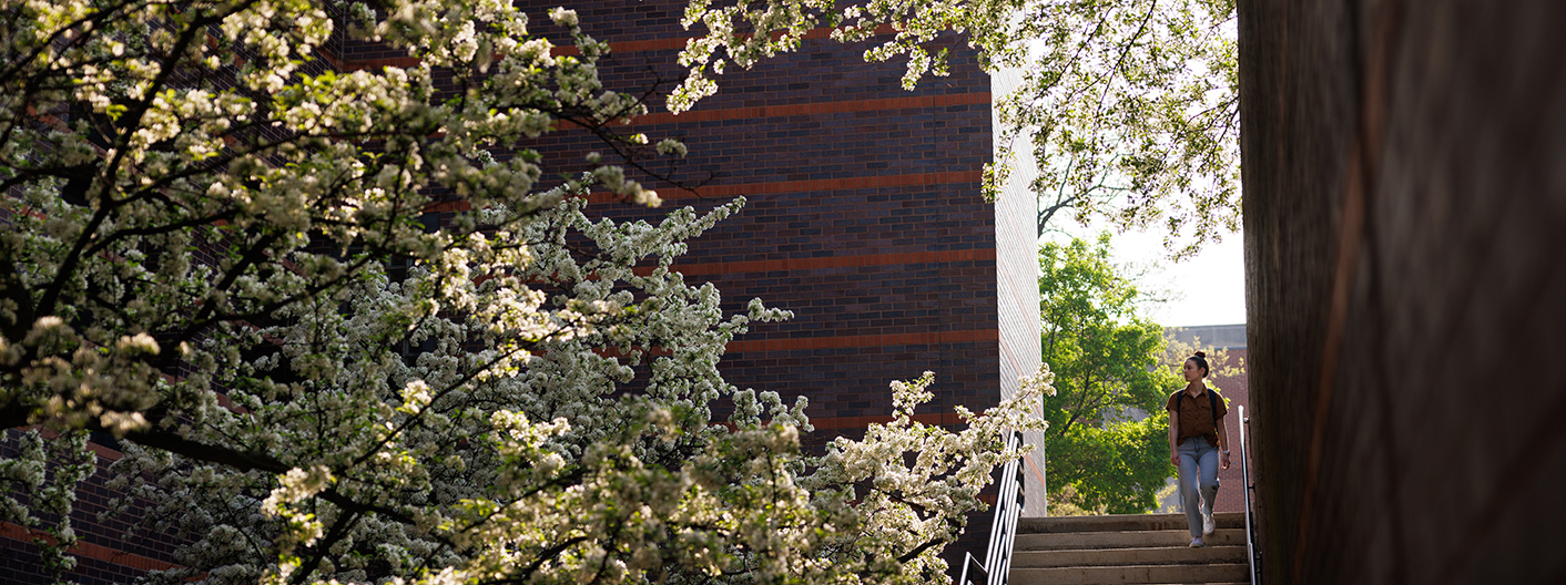 A student walks past flowering trees with the Black Engineering Building in the frame.