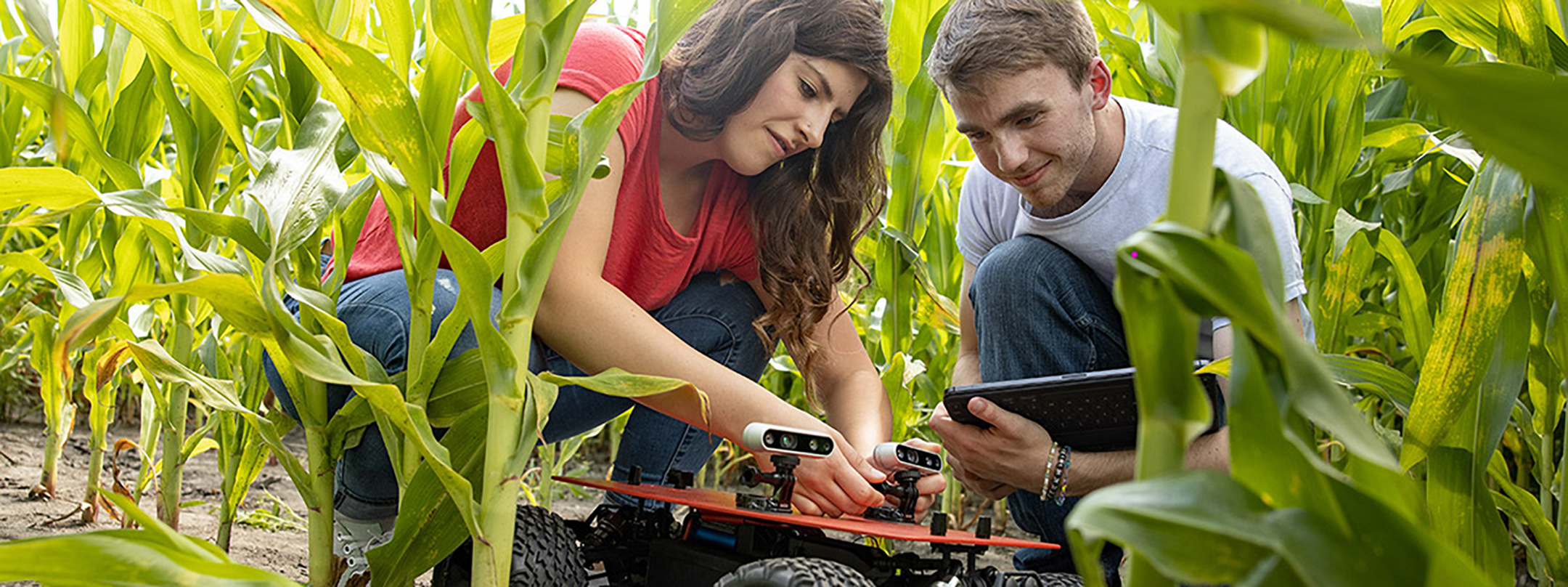 Two students in a cornfield working with a robot with wheels.